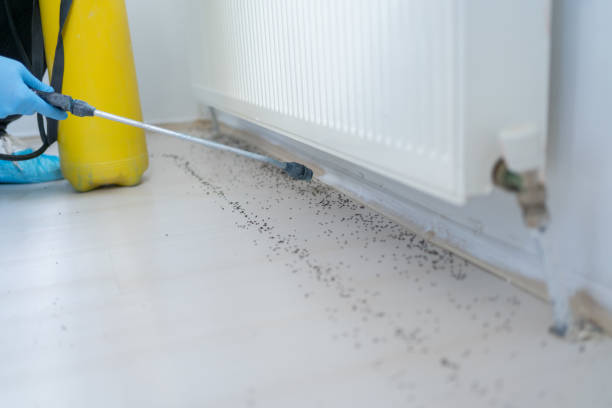 Best Termite Control Services  in Moose Wilson Road, WY